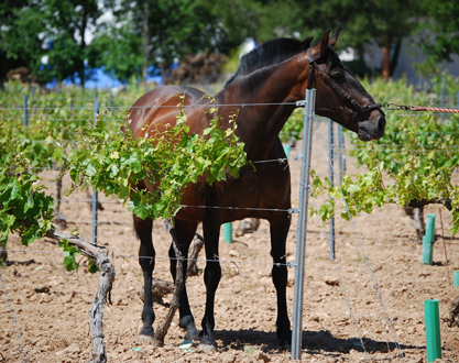 Fontanilla II - Yegua PRE