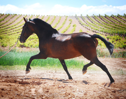 Fontanilla II - Yegua PRE