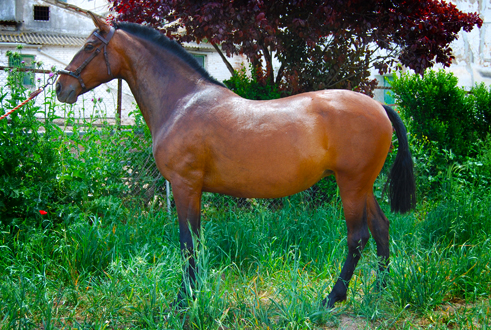 ICARA SR - Yegua PRE