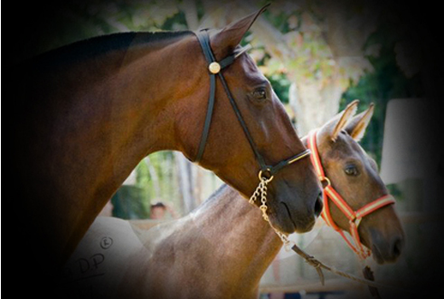 ICARA SR - Yegua PRE