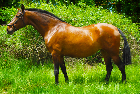 ICARA SR - Yegua PRE