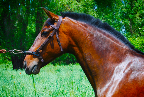 ICARA SR - Yegua PRE