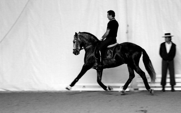 Jadraque SR - Caballo PRE