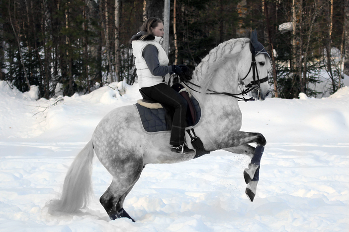 Caballos PRE - Jubileo