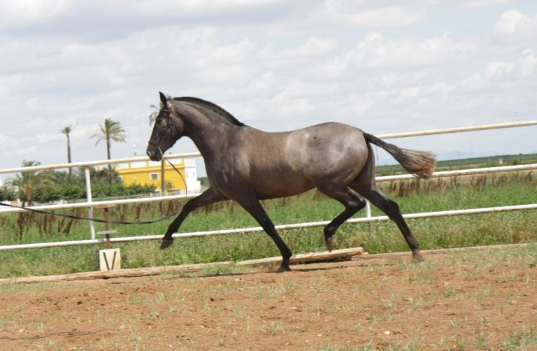 Koala SR- Caballo PRE