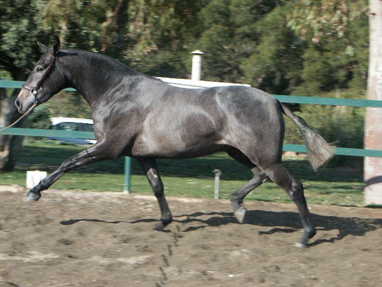 Koala SR- Caballo PRE