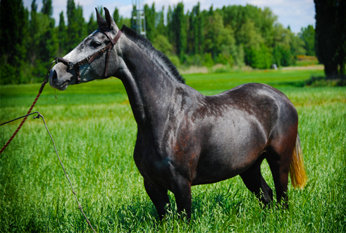 MIMOSA SR - Yegua PRE