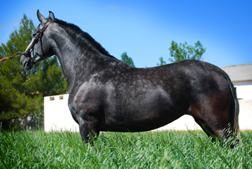 MIMOSA SR - Yegua PRE