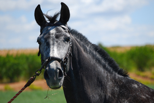 MIMOSA SR - Yegua PRE