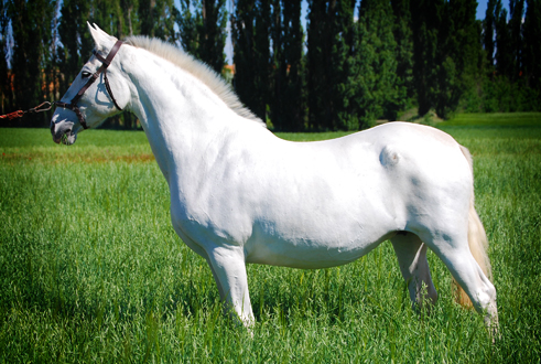 MORISCA XI - Yegua PRE