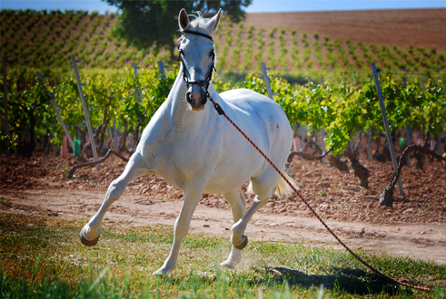 MORISCA XI - Yegua PRE