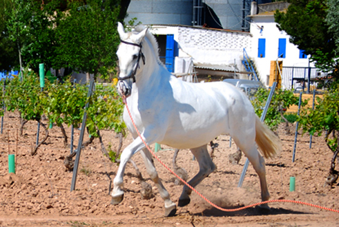 MORISCA XI - Yegua PRE