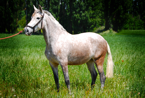 NAZARENA SR - Yegua PRE