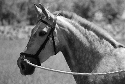 NAZARENA SR - Yegua PRE