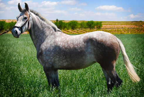 NAZARENA SR - Yegua PRE