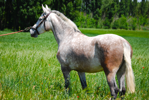 NAZARENA SR - Yegua PRE