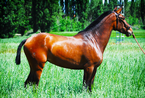 PRIMITIVA SR - Yegua PRE