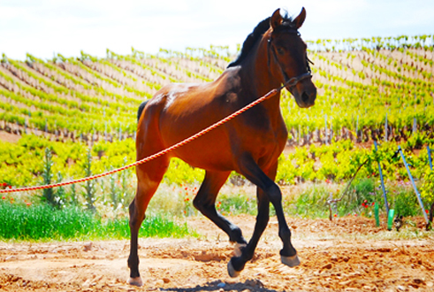 PRIMITIVA SR - Yegua PRE