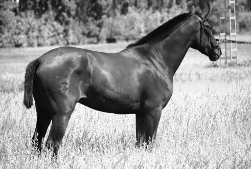 PRIMITIVA SR - Yegua PRE