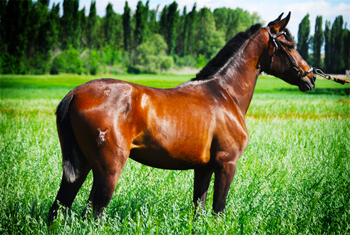 QUINTERA SR Yegua PRE