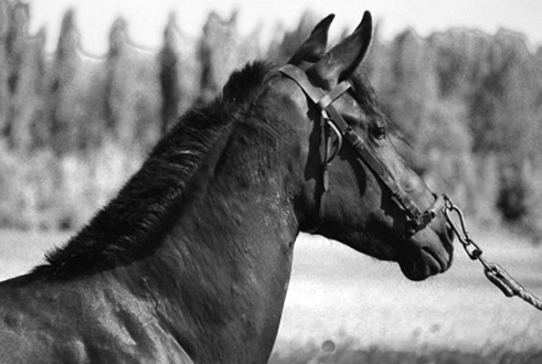 QUINTERA SR Yegua PRE