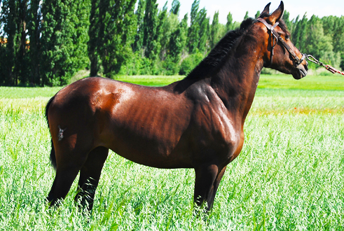 QUINTERA SR Yegua PRE